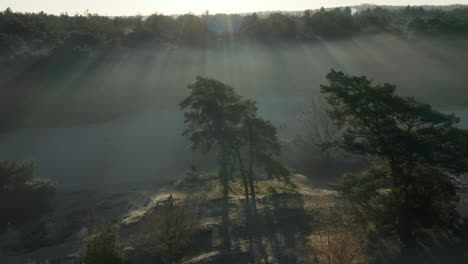 sunrays over dense forest and heath covered with morning fog