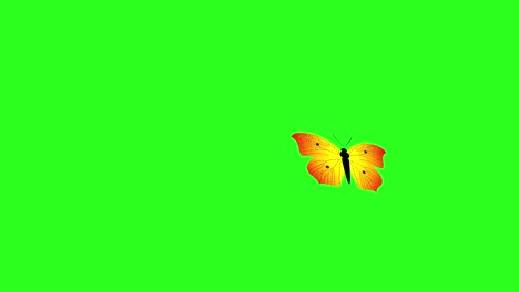 animated colorful beauty butterfly on green screen chroma key