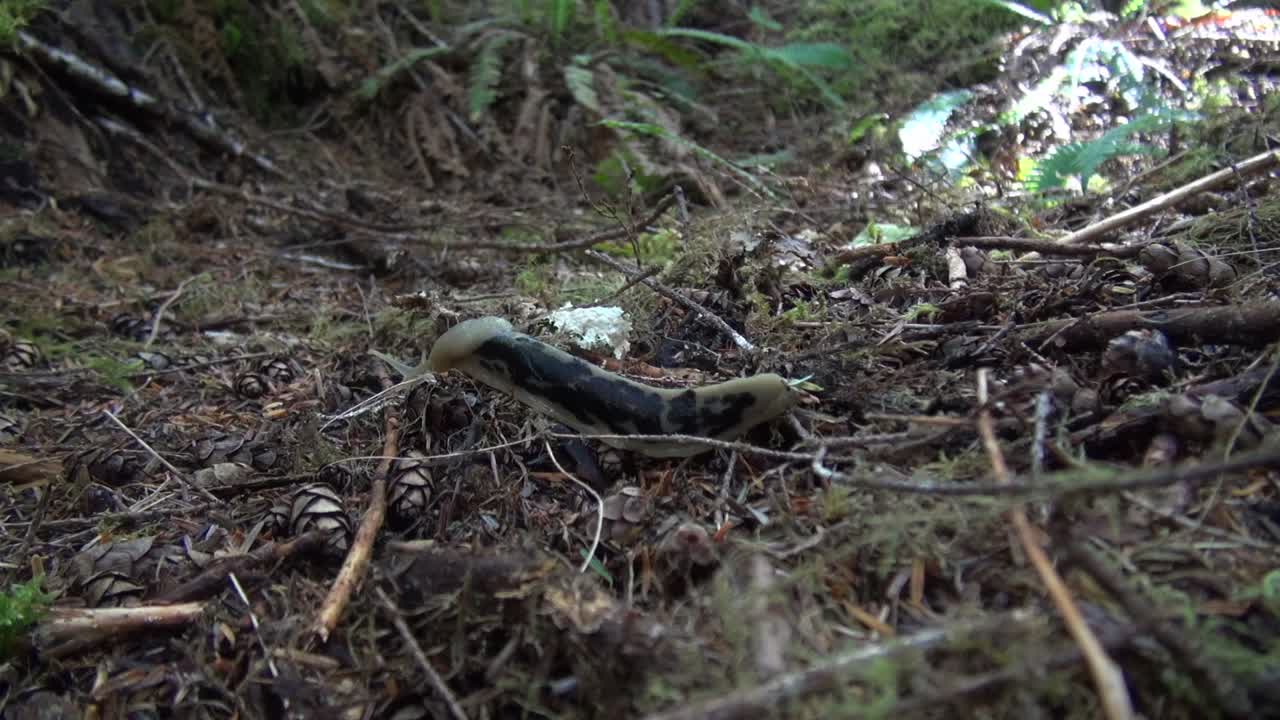 une limace de banane du pacifique court à travers la forêt