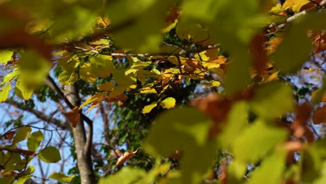 ramas con hojas amarillas de otoño contra el fondo del bosque y el cielo azul