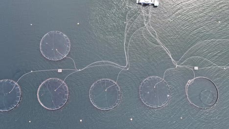 salmon farms at sea in norway - top down upward moving aerial above circular cages and feeding tubes for food