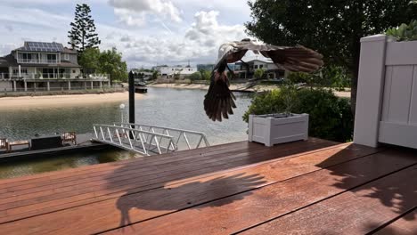 magpie descends and lands on wooden deck.