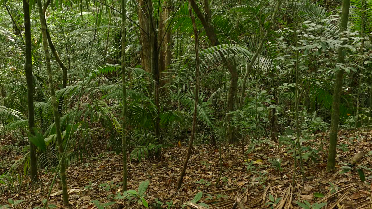 Fogliame lussureggiante e verde nella Riserva della Foresta Pluviale di Gamboa, Panama, ampia inquadratura con movimento dal basso verso l'alto