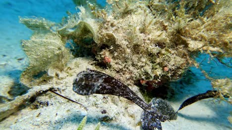 Brown-robust-sea-gras-ghostpipefish-driftin-over-coral-reef-underwater-in-Mauritius-Island