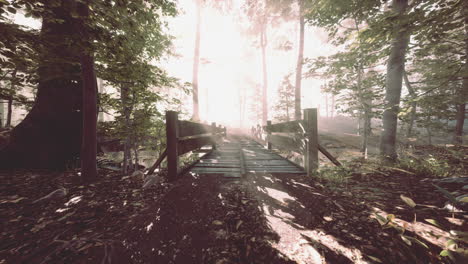 wooden bridge in the forest in the fog