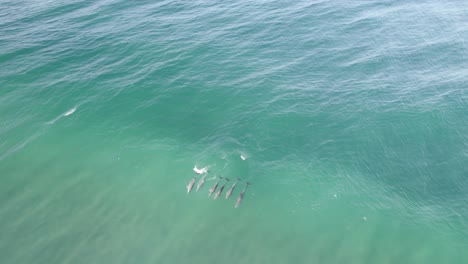 Pod-Of-Bottlenose-Dolphins-Swimming-On-The-Turquoise-Sea---aerial-drone-shot