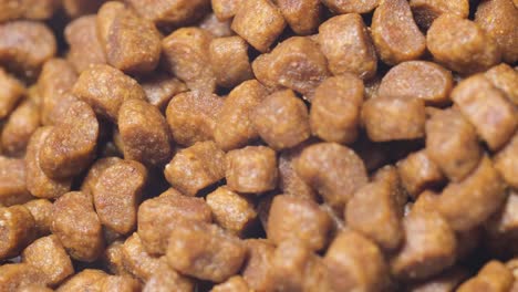 dry dog food slowly falls into the plate. tasty food for animals. advertisement of animal feed