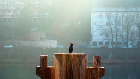 Gran-Cormorán-Esperando-Que-Comience-El-Día