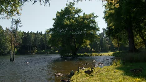 Mallard-ducks-swimming-in-pond-and-walking-on-grass-shore-on-sunny-day