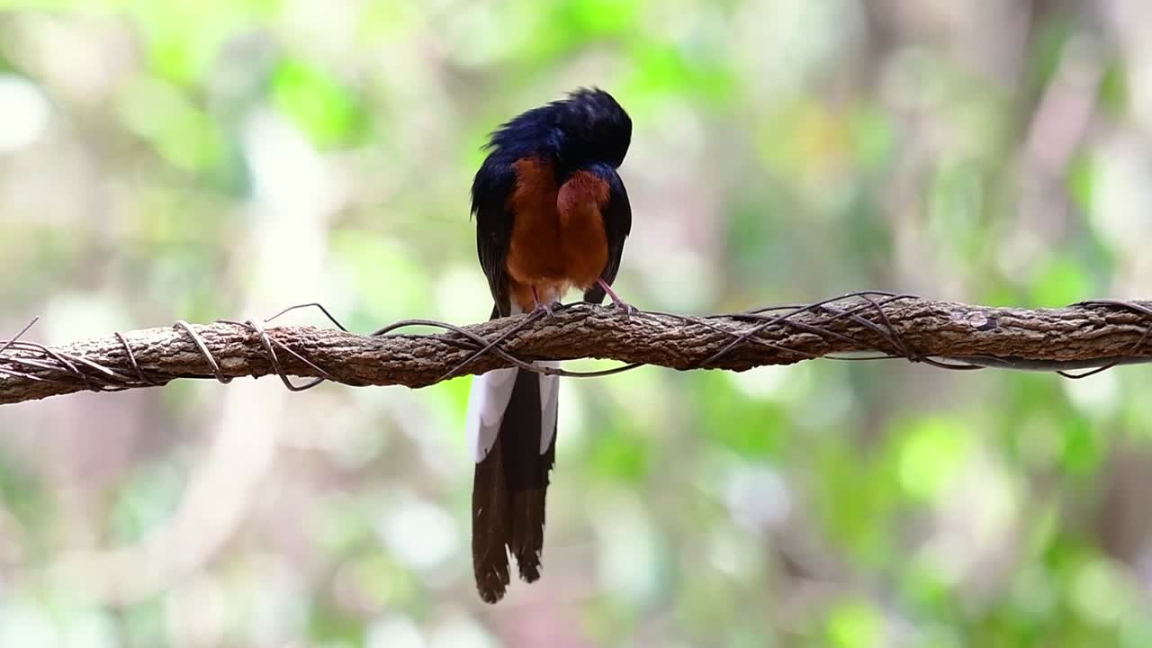 shama de rabadilla blanca encaramado en una vid con fondo bokeo del bosque, copsychus malabaricus, en cámara lenta