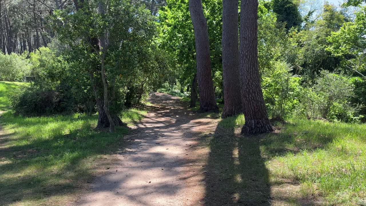 A hiking trail in a forest near Cape Town, South Africa