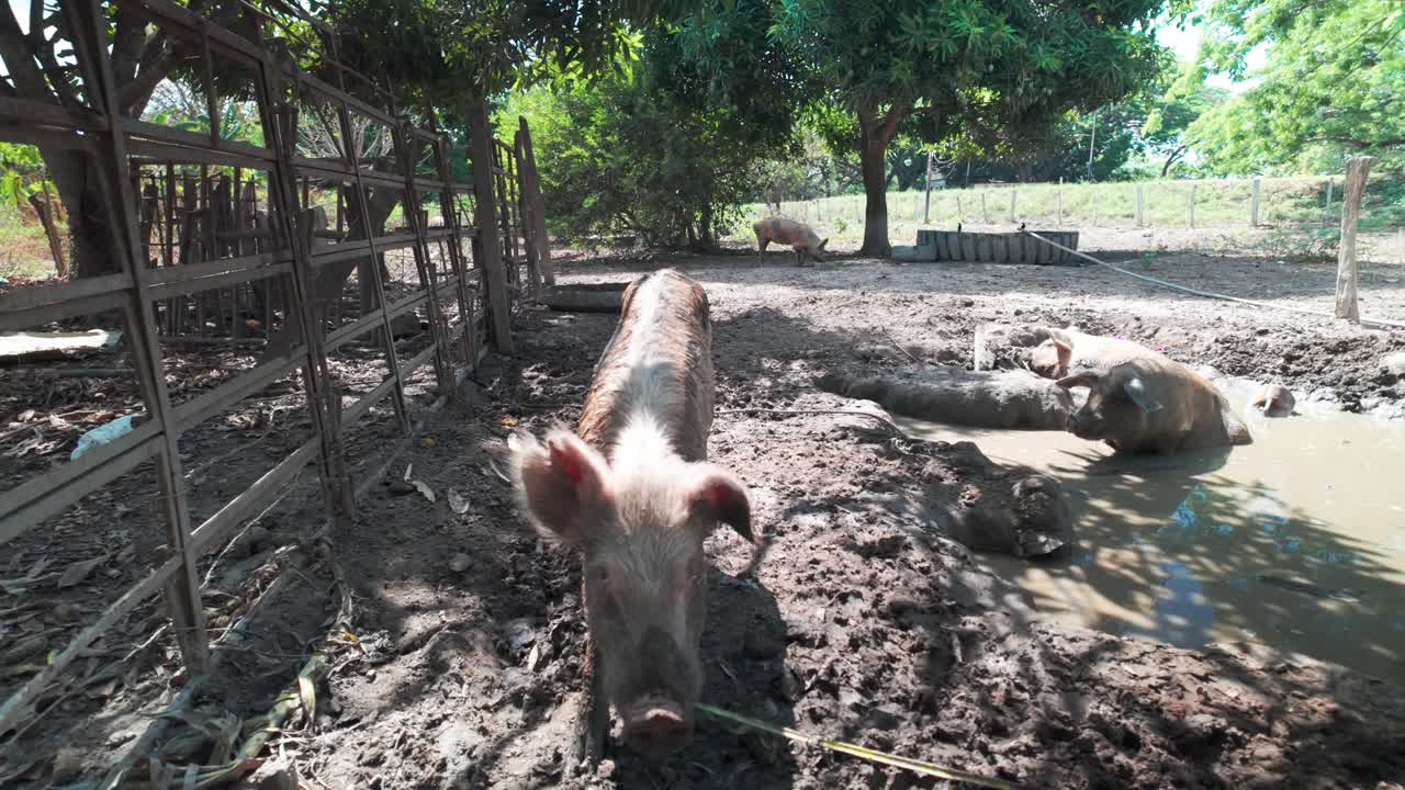 Group of pigs resting and walking in shaded outdoor pen during daytime on rural farm
