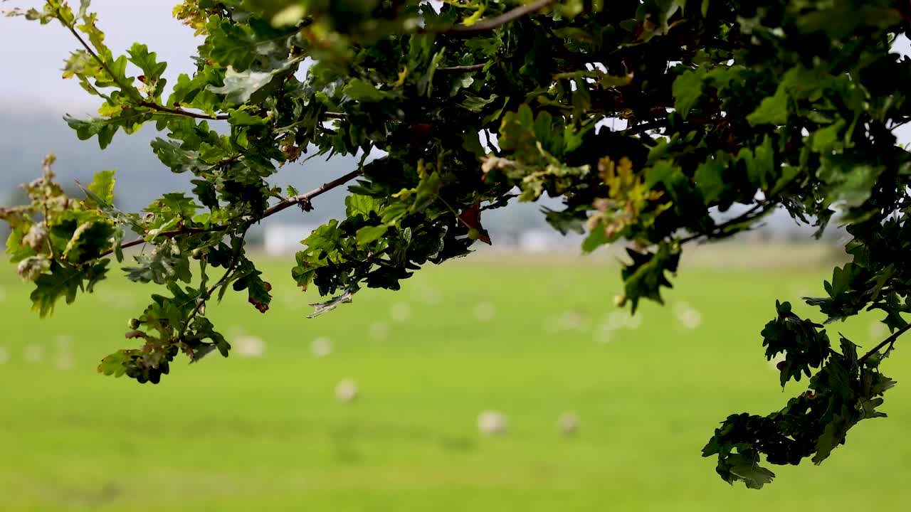 나무 가지 들 이 초록색  을 가로질러 흔들린다