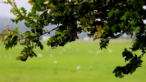 tree branches sway over a green field