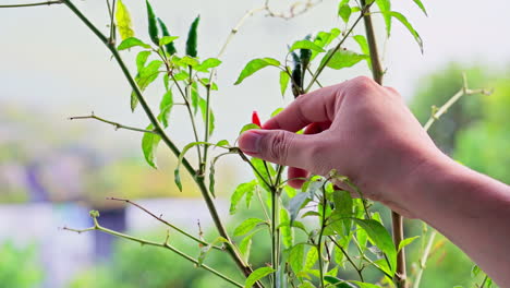 close up of beautiful and colorful chilli pepper trees growing in the house backyard and people hands picking which is organic vegetable cultivation or home gardening shows healthy living style