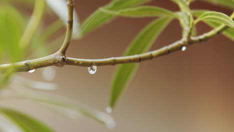 dew on green twig - close up shot