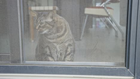 Entzückende-Getigerte-Katze,-Die-Durch-Eine-Fliegengittertür-Schaut---Nahaufnahme