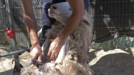 one young farmer holding and shearing sheep for wool