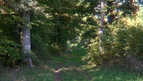 hermoso sendero de bosque denso, dosel de árboles, naturaleza paseo al sol y aire fresco