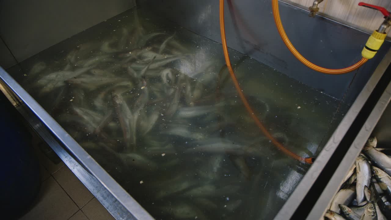 청어가 든 대형 용기