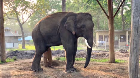 a domesticated elephant throwing dust onto its back while chained to a post with a soft warm light in the background