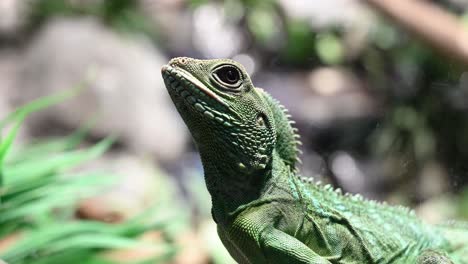 green chinese water dragon in focus relaxing outdoors during sunny day in wilderness