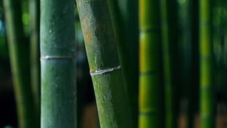 bamboo forest closeup