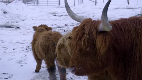 ganado de las tierras altas durante el invierno en quebec