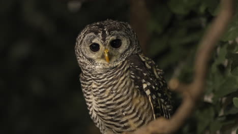 búho chaco mirando desde una rama de árbol con fondo oscuro