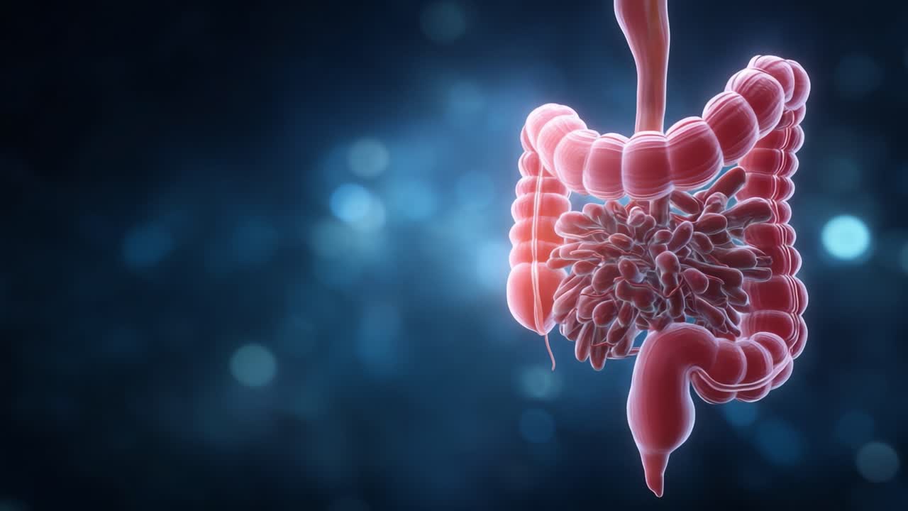 Detailed Illustration Showcasing the Complex Structure of the Human Digestive System, Highlighting the Intestines and Inner Organs in a Vivid and Engaging Way