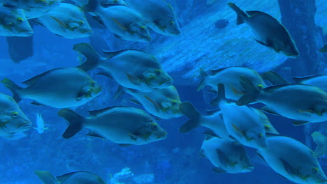 school of fish in aquarium