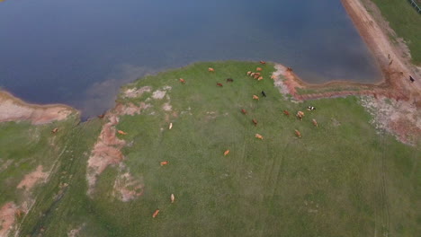 toma dinámica de drones de vacas lecheras pastando cerca de un estanque