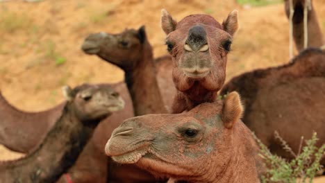 camellos en la feria de pushkar, también llamada feria de camellos de pushkar o localmente como kartik mela es una feria anual de varios días de ganado y cultural que se celebra en la ciudad de pushkar, rajasthan, india.