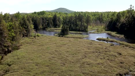 Gras,-Das-Auf-Dem-See-Schwimmt,-Umgeben-Von-Grünem-Wald-Bei-Sommerwetter