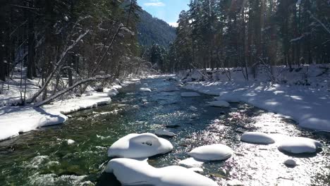 beautiful snow scene forest in winter. flying over of river and pine trees covered with snow.