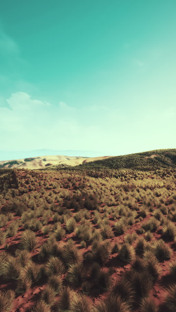 Erba rada nel deserto, vista aerea