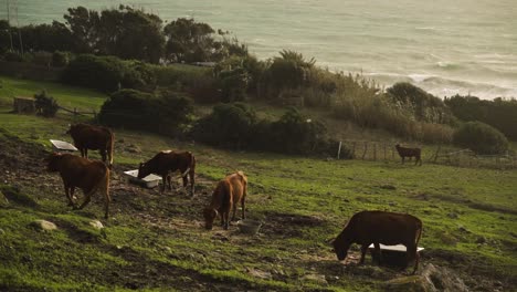 vaches qui paissent sur l'herbe verte près de la belle mer au coucher du soleil, inclinez la vue vers le bas