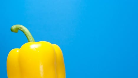 yellow bell pepper on blue background slowly rotating yellow bell pepper on blue background slowly rotating fresh yellow pepper concept of healthy eating