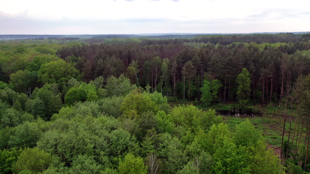 Natural panoramic view of the forest after the rain. Flight over the tops of various trees in woodland outdoors. Motion camera forward.