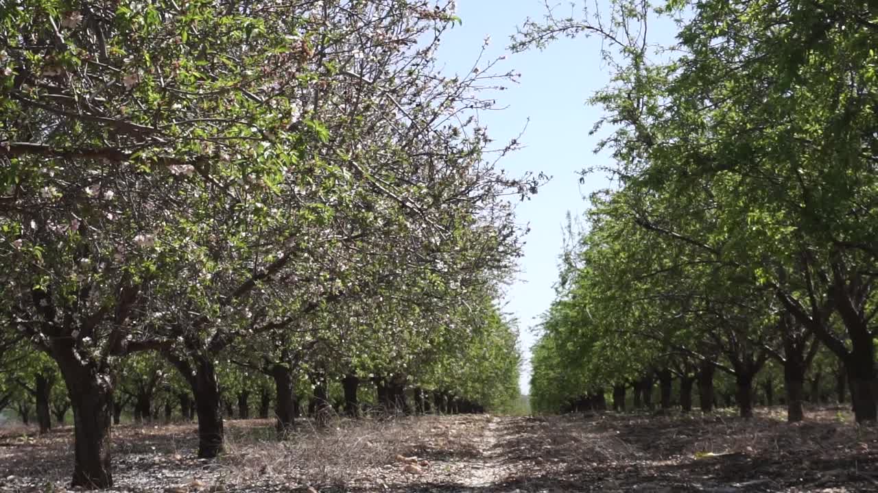 shooting in the park trees and sand