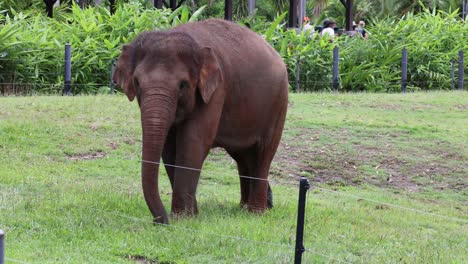 a calm elephant walks in a lush field