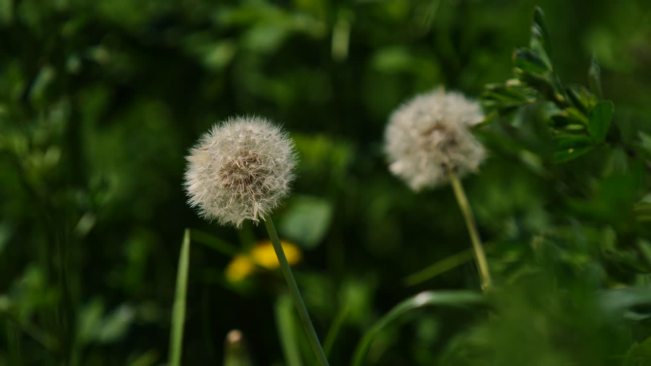 los diente de león bailan en el viento listos para esparcir esporas por todo el jardín como maleza