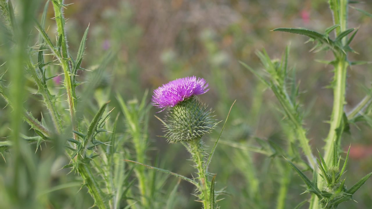 Slow motion close-up of a purple flower head bull or spear thistle plant bud with sharp prickles and a thick green stem immersed in a public nature reserve park bushland forest in NSW Australia botany
