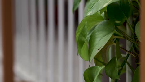 tilt shot of descending view of a potted philodendron reaching out of the banisters of a balcony and hanging down over the edge