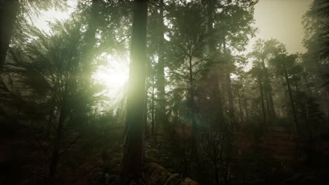 paisaje de puesta de sol brumosa del bosque de secuoya