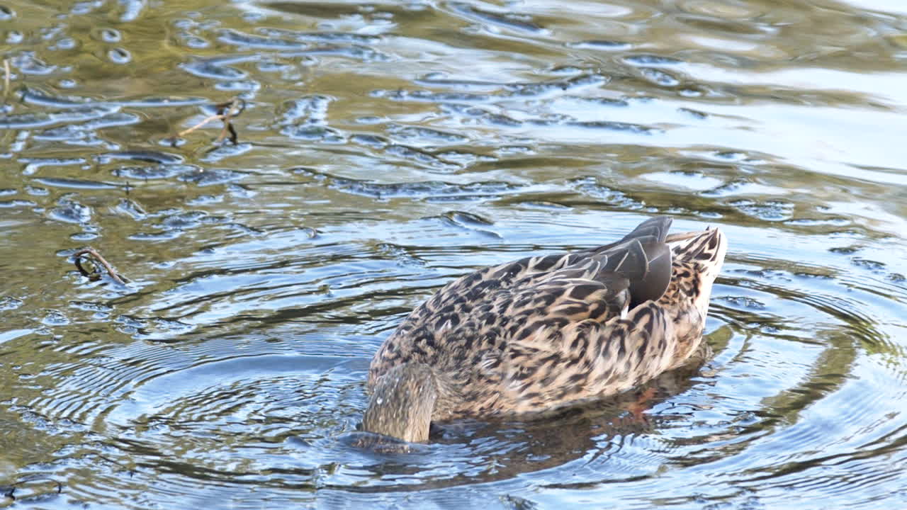 paisaje cercano de un pato flotando en la superficie del agua mientras se sumerge en busca de alimentos - primer plano