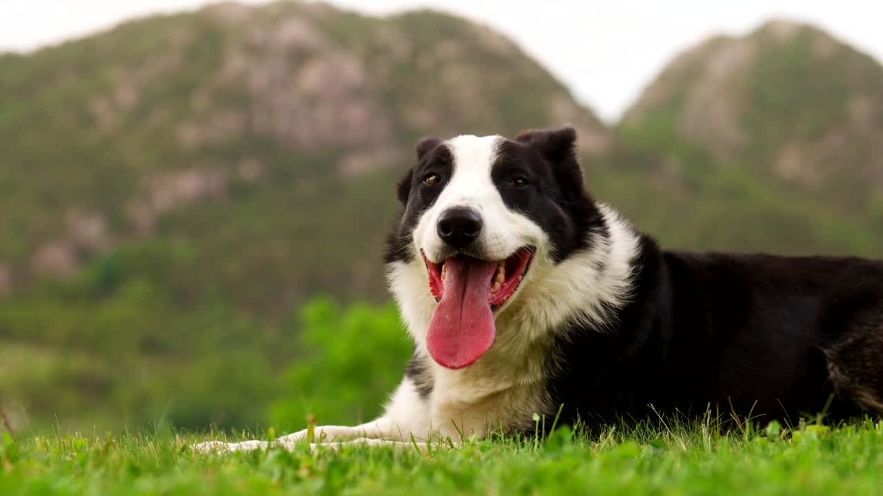 Attentive Loyal Pet, Alert Canine, Dog Portrait Profile, Panting Sheepdog