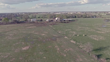 low altitude aerial b-roll of cows on a farm with farmhouse in the background