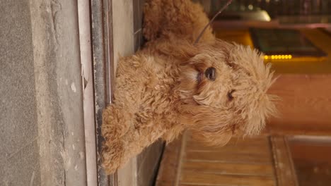 a brown poodle