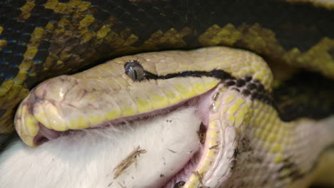 reticulated python eating a large goat wrapped up in powerful grip